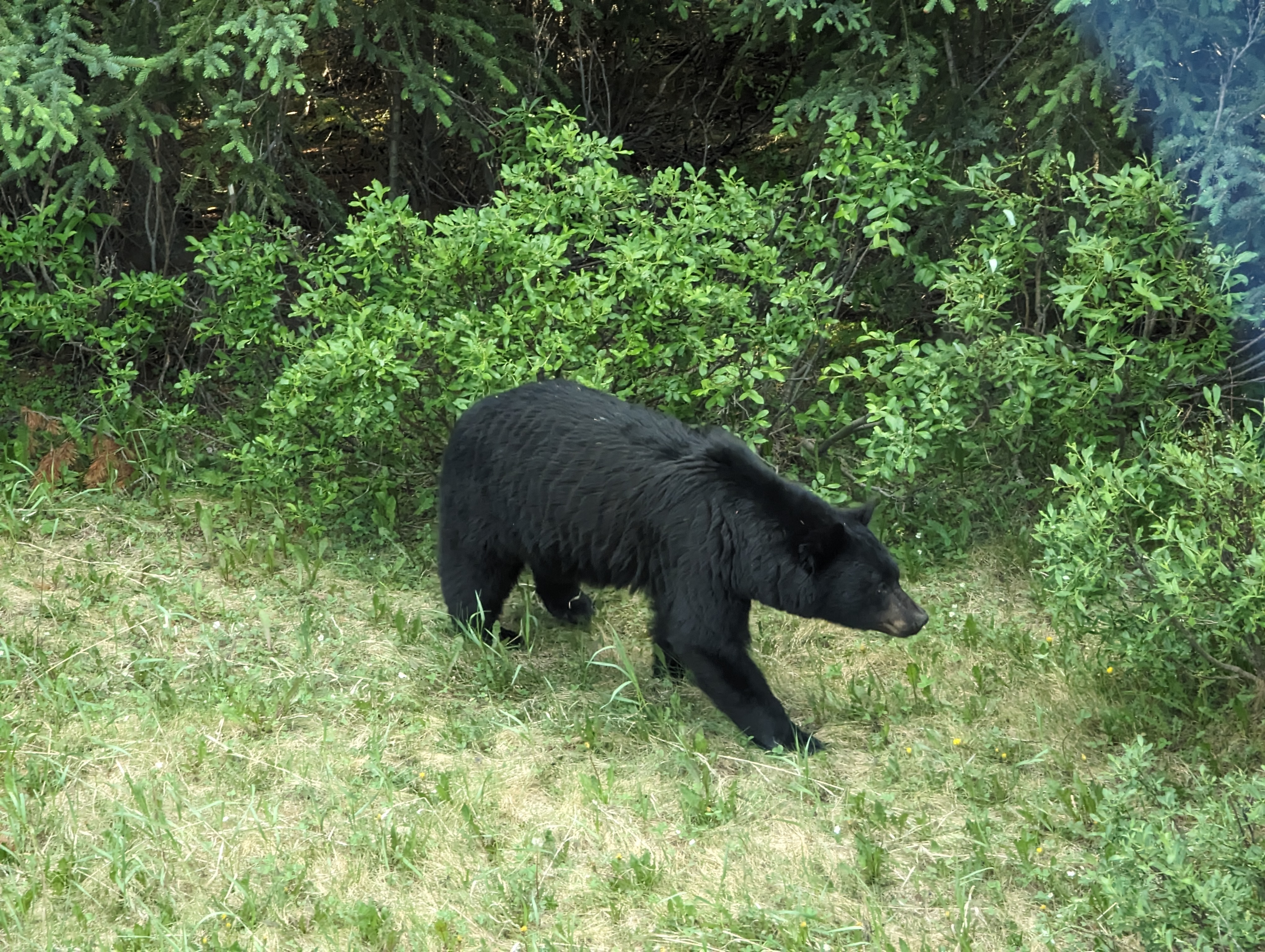 Black Bear in Jasper, Canada