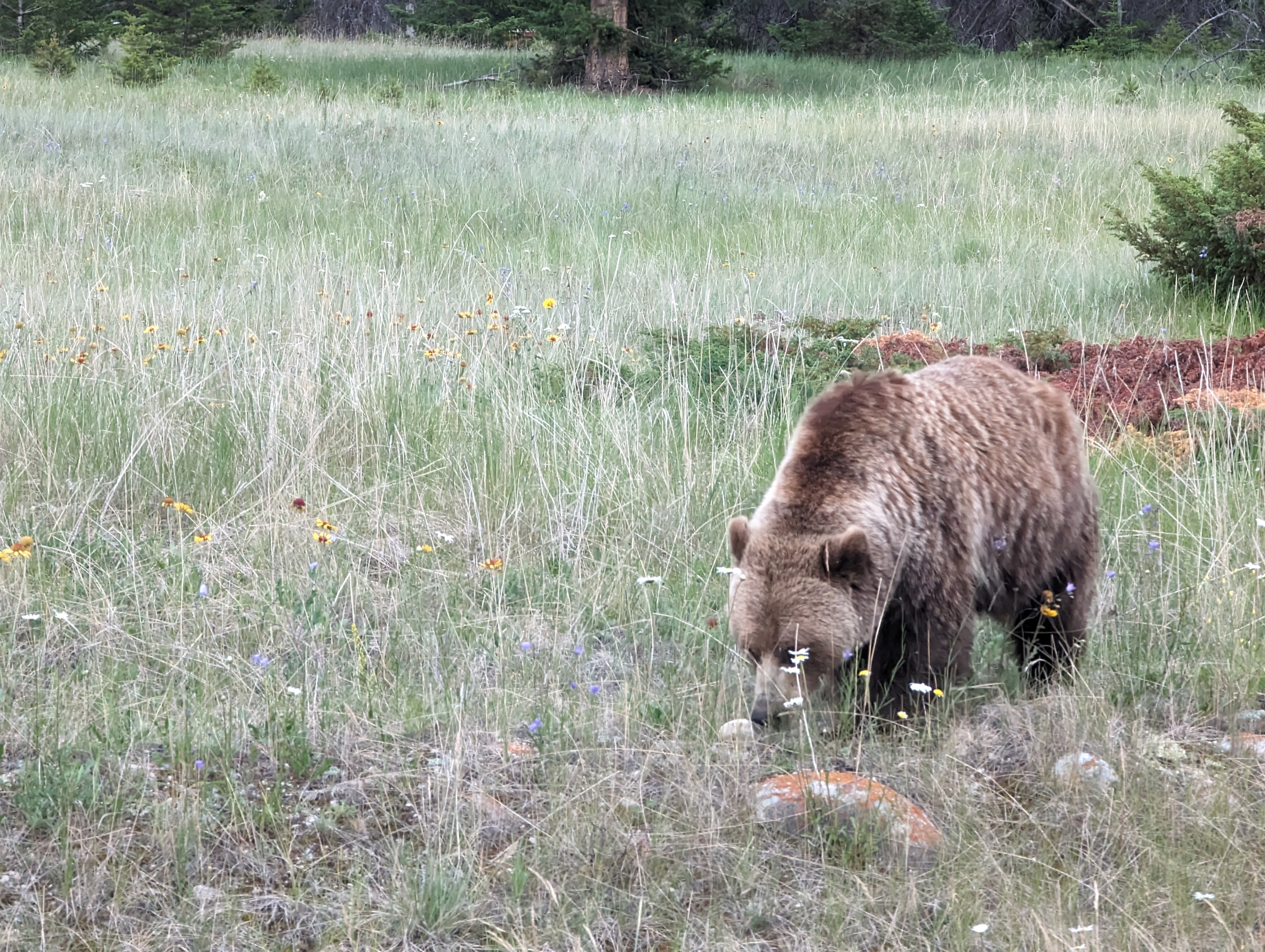 Female Grizzly Bear in Jasper, Canada