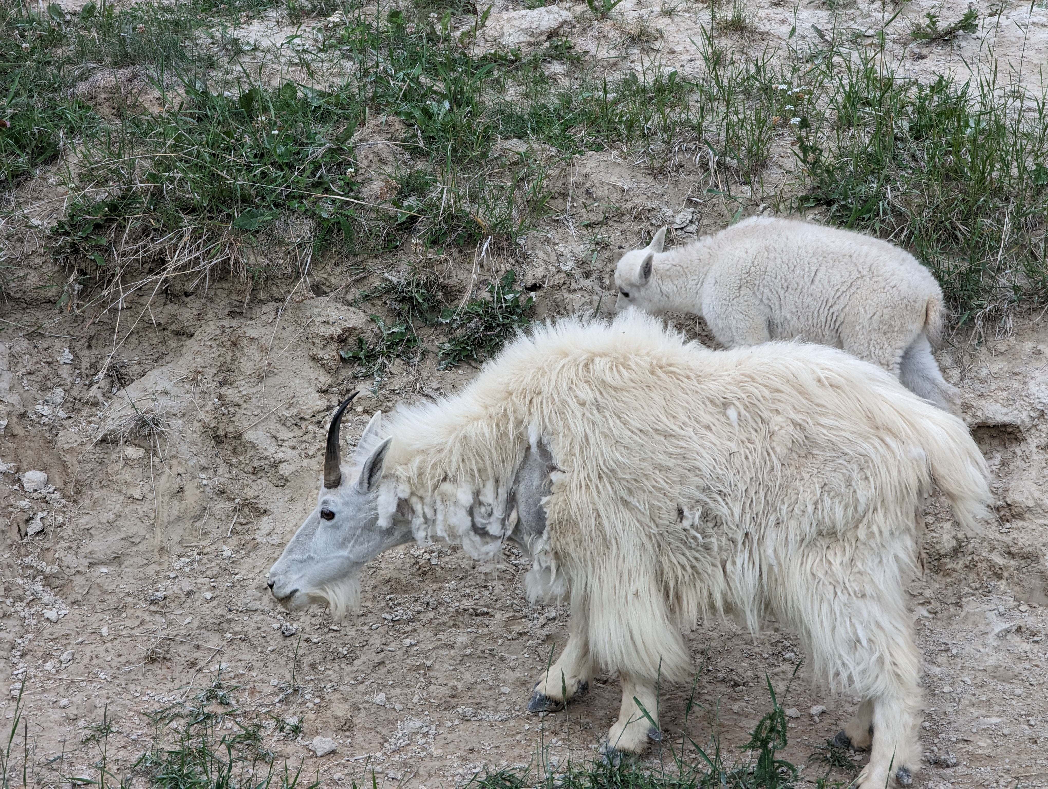 Mountain Goat in Jasper, Canada