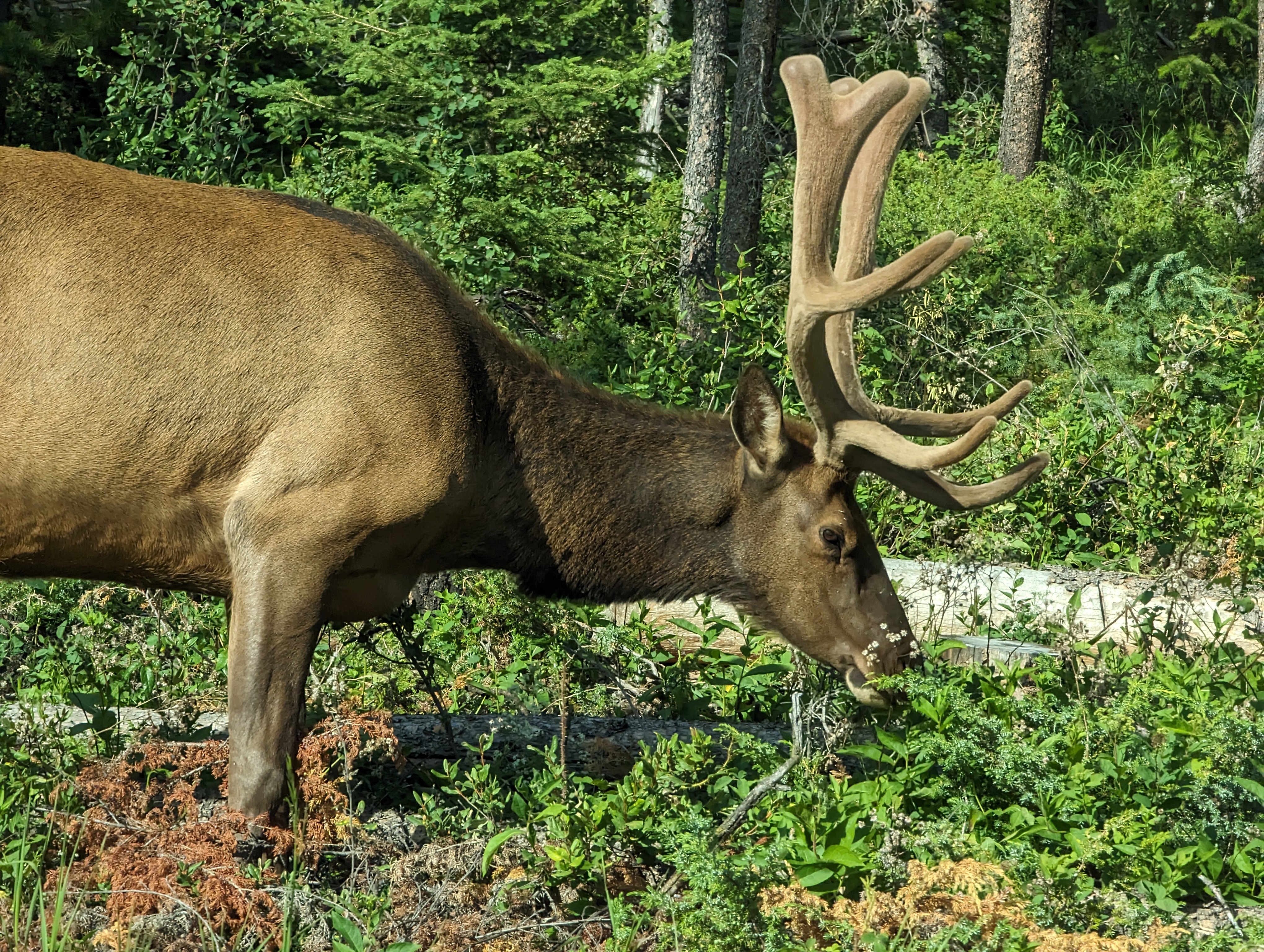 Rocky Mountain Elk near Jasper, Canada