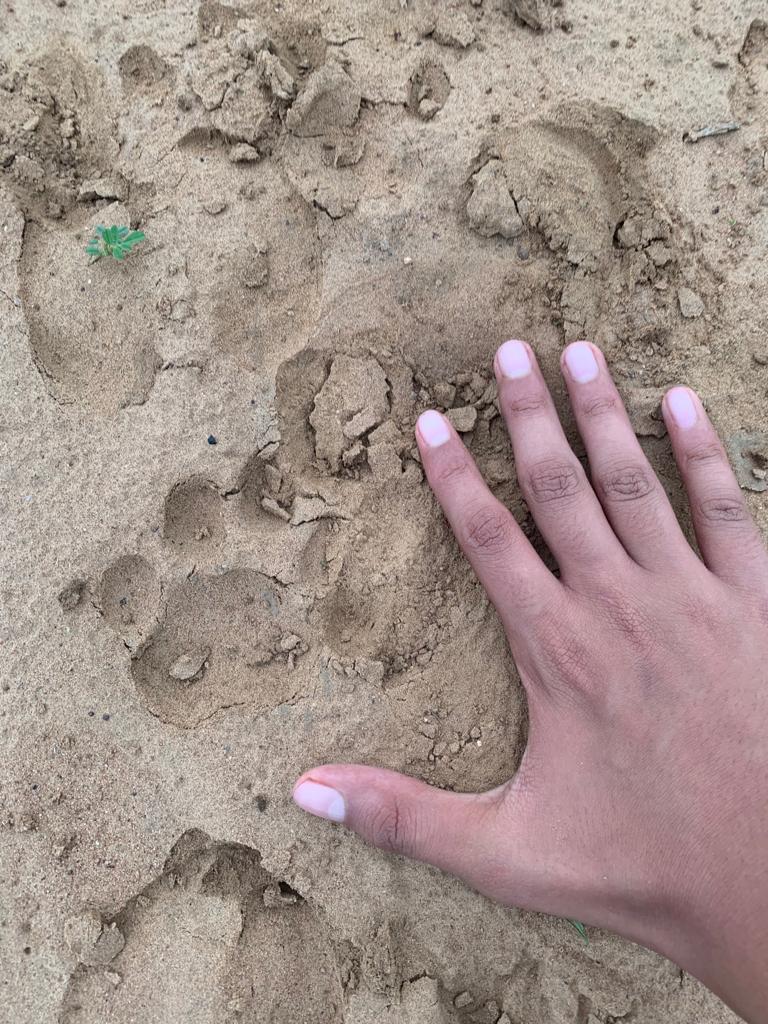 Leopard footprint at Ranthambore, India