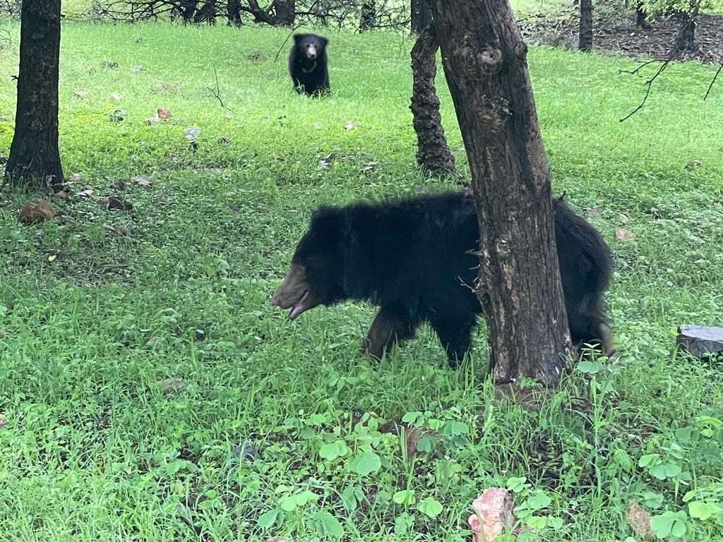 Sloth Bear at Ranthambore, India