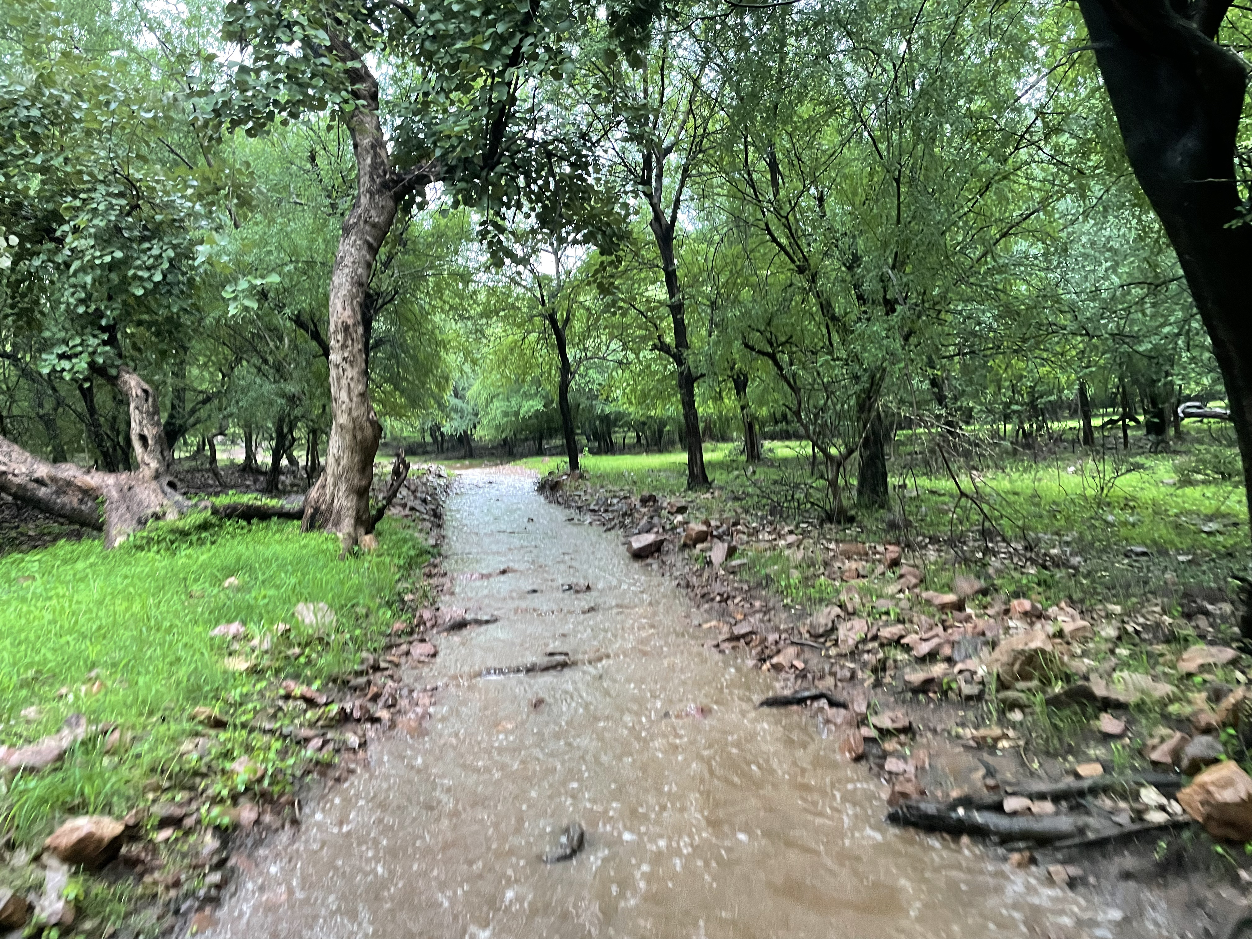 Safari trail during monsoons at Ranthambore, India