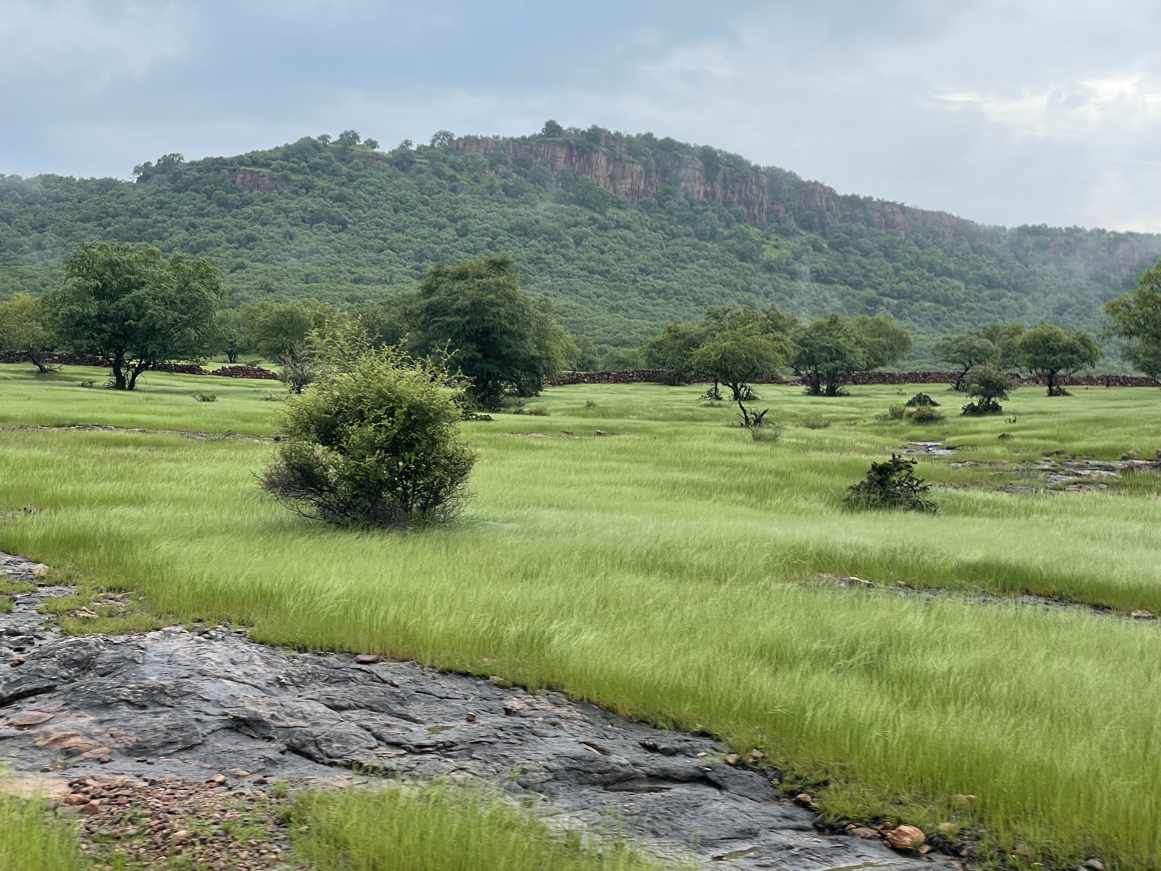 Came across grasslands while tracking Tiger with TigerWatch at Ranthambore, India