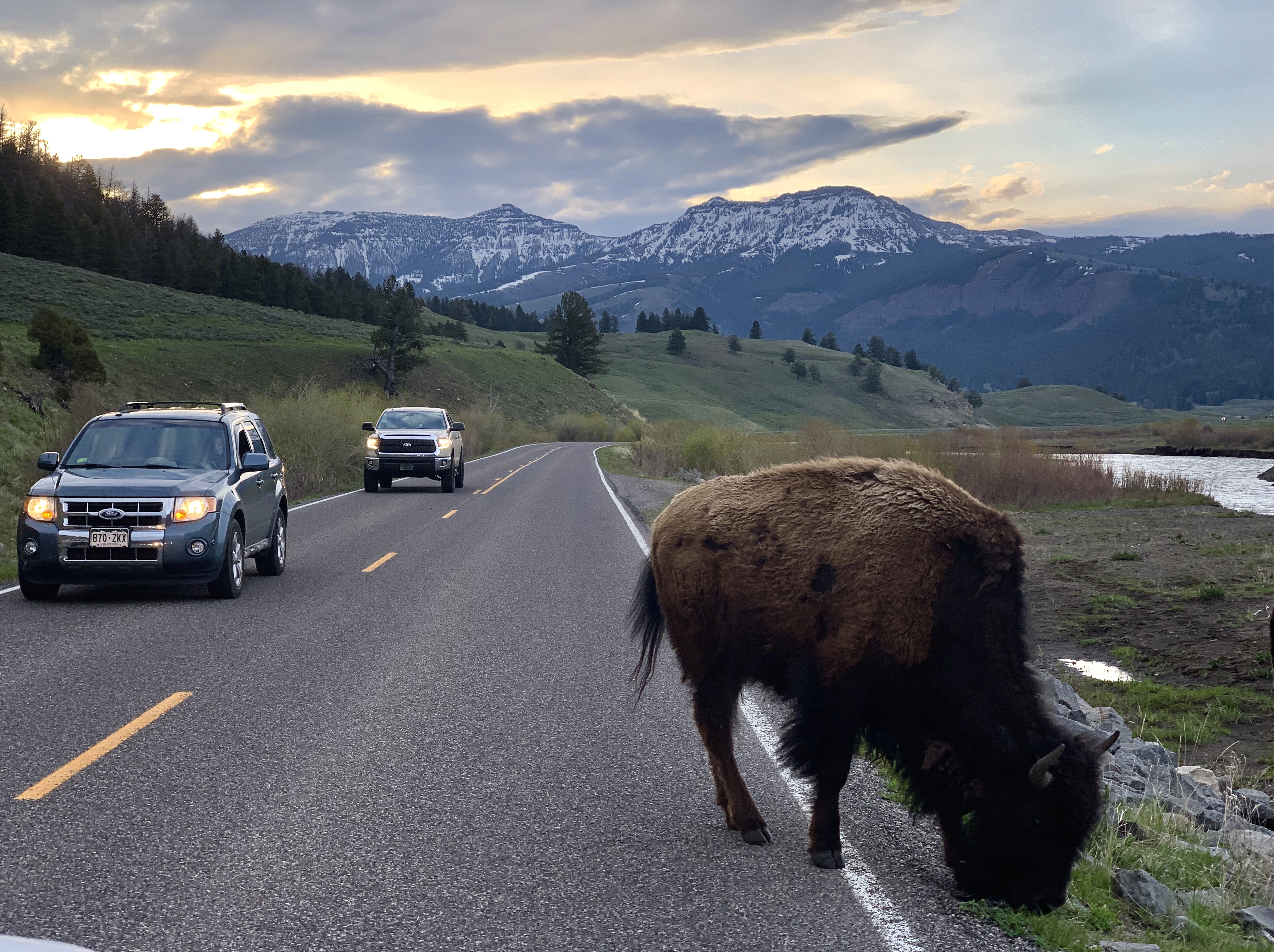 Bison at Yellowstone, USA